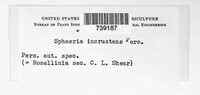 Sphaeria incrustans image